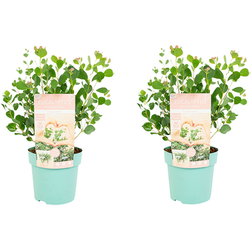 Bloomique - 2x Eucalyptus Websteriana Botanic Hearts P15H45