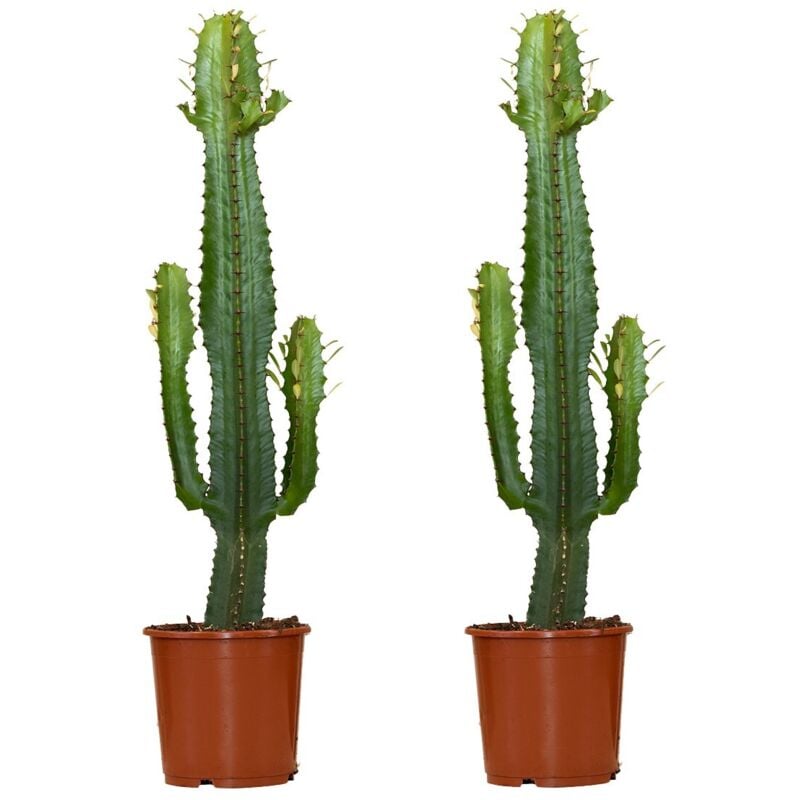2x Euphorbia Acrurensis P17