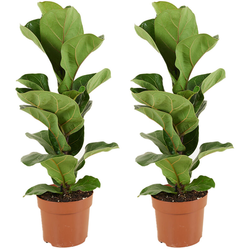 2x Ficus Lyrata P12