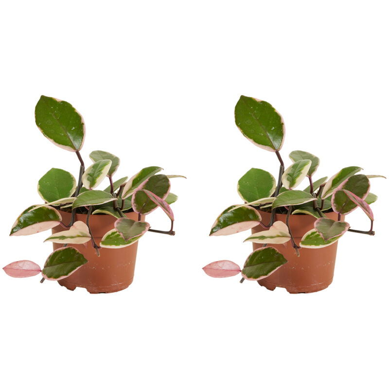 2x Hoya Flamingo P12