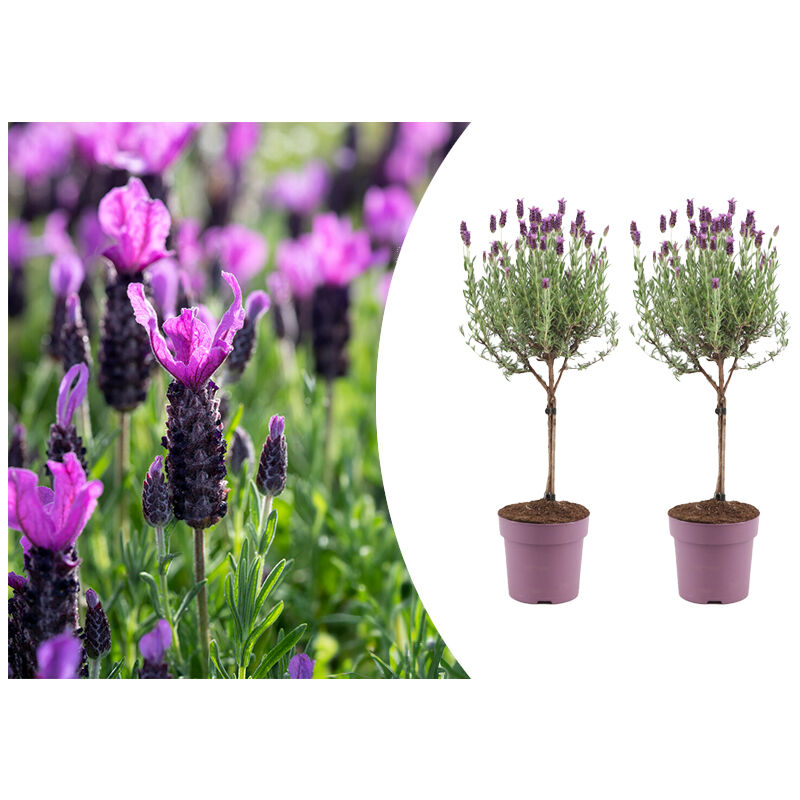 2x Lavandula Stoechas Anouk P15H50
