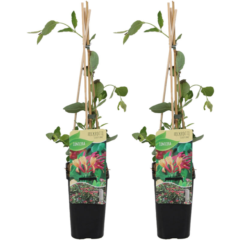 Bloomique - 2x Lonicera heckrottii Goldflame P14
