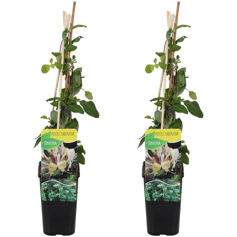 2x Lonicera periclymenum P14