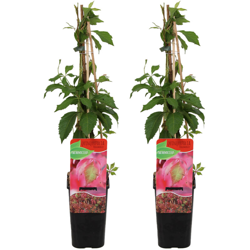 2x Parthenocissus quin. Engelmanii P14