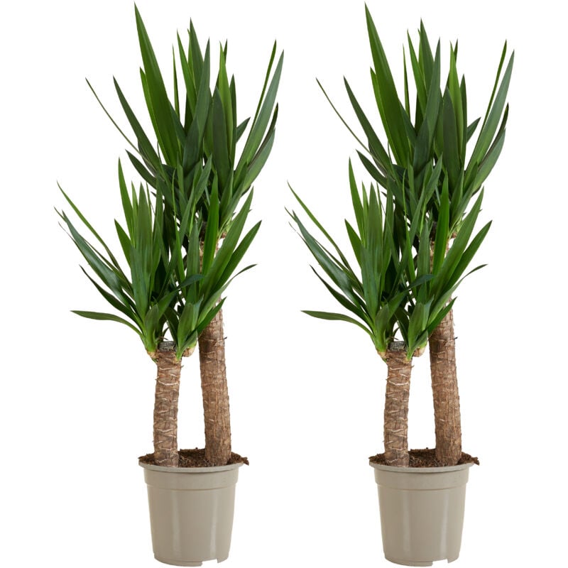 Bloomique - 2x Yucca P21