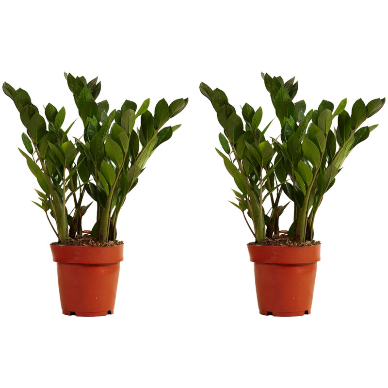 2x Zamioculcas P12