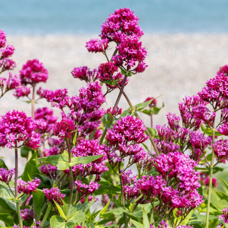 Bloomique - Lot de 3 - Centranthus Ruber Coccineus - Spurflower - Plantes de jardin - Rustique - Hauteur 10-20 cm - Pot 9x9 cm
