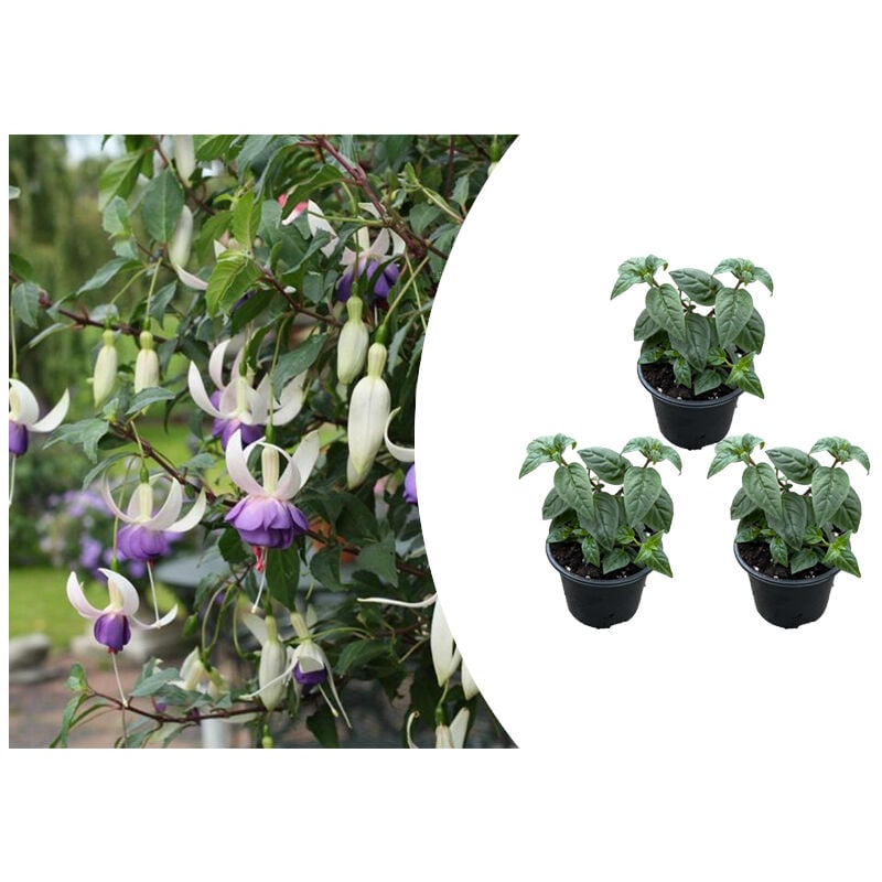 3x Fuchsia Delta Sarah P9H15-25