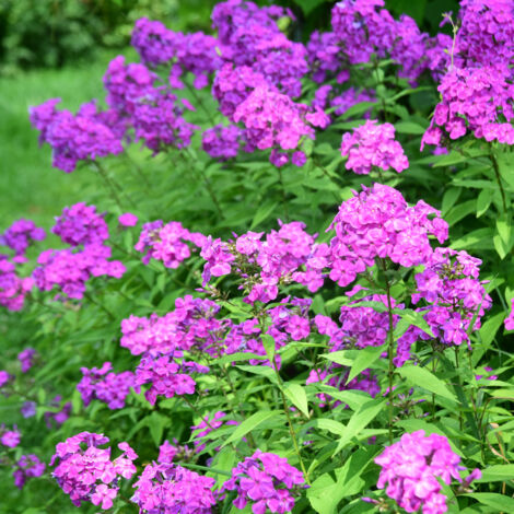 Bloomique - Lot de 3 - Phlox Paniculata Laura - Phlox - Plantes de jardin - Résistant à l'hiver - Hauteur 10-20 cm - Pot 9x9 cm