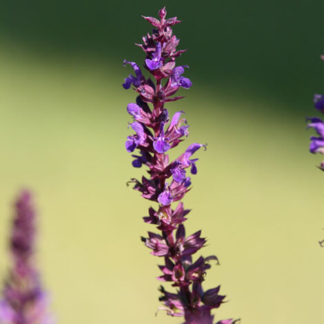Bloomique - Lot de 3 - Salvia Nemorosa Blaukönigin - Sauge - Fleurs bleues - Plantes de jardin - Résistantes à l'hiver - Hauteur 10-20 cm - Pot 9x9 cm
