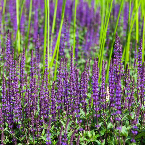 Bloomique - Lot de 3 - Salvia Nemorosa Ostfriesland - Sauge - Fleurs violettes - Plantes de jardin - Résistantes à l'hiver - Hauteur 10-20 cm - Pot 9x9 cm