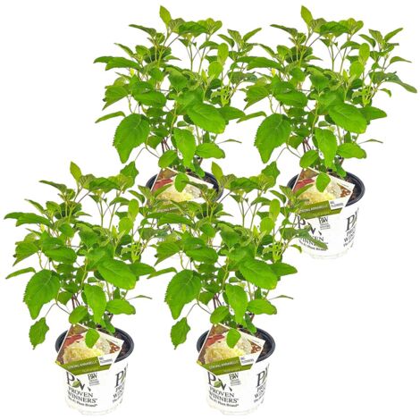 Bloomique - Lot de 4 - Hydrangea Strong Annabelle - Hortensia - Blanc - Plantes de jardin - Résistante au gel - Hauteur 40-50 cm - Pot 19 cm