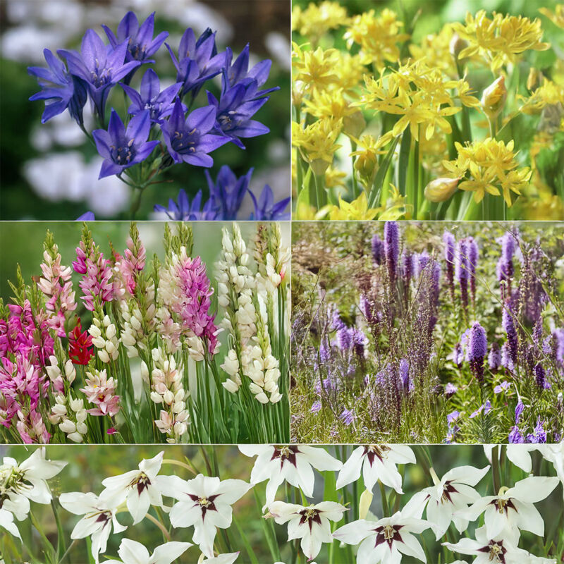 200x Bulbs Super Mix