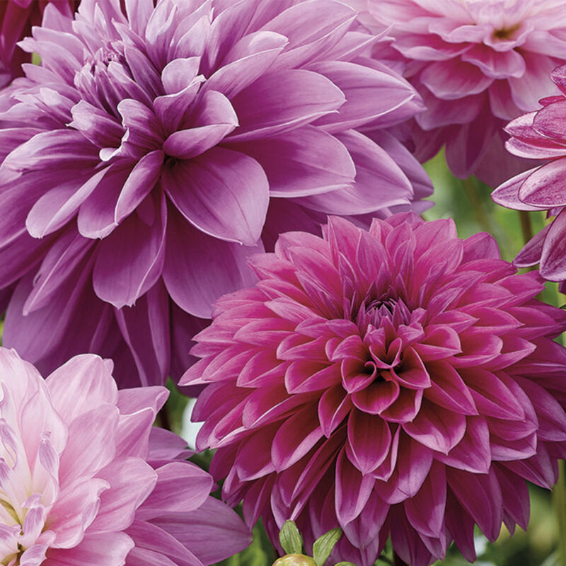 3x Dahlia Purper Mix