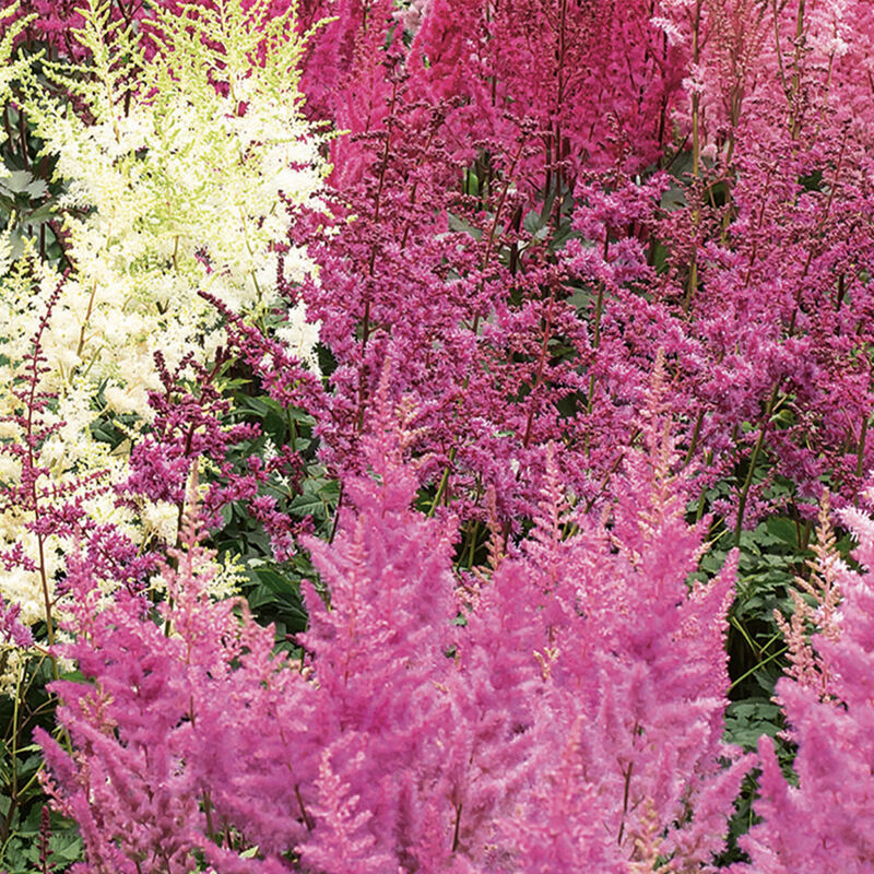 4x Astilbe Mix