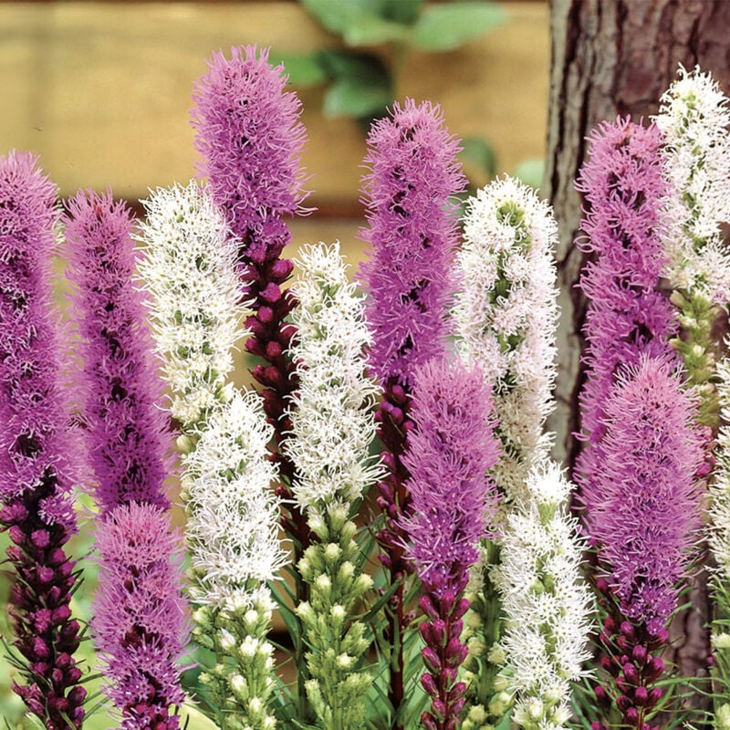 40x Liatris Purple & White Mix