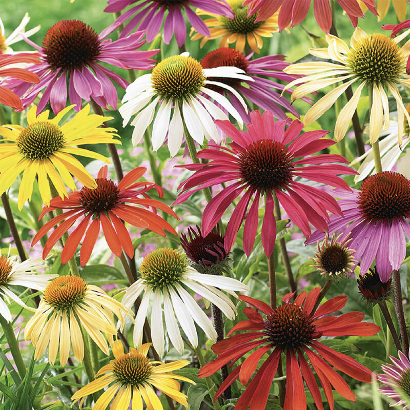 5x Echinacea Mix