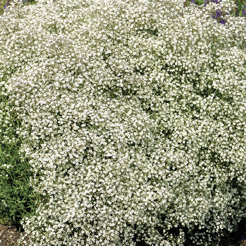 5x Gypsophila Paniculata