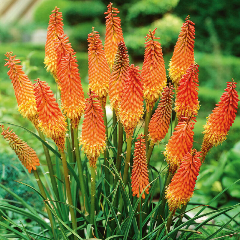 5x Kniphofia Uvaria Grandiflora