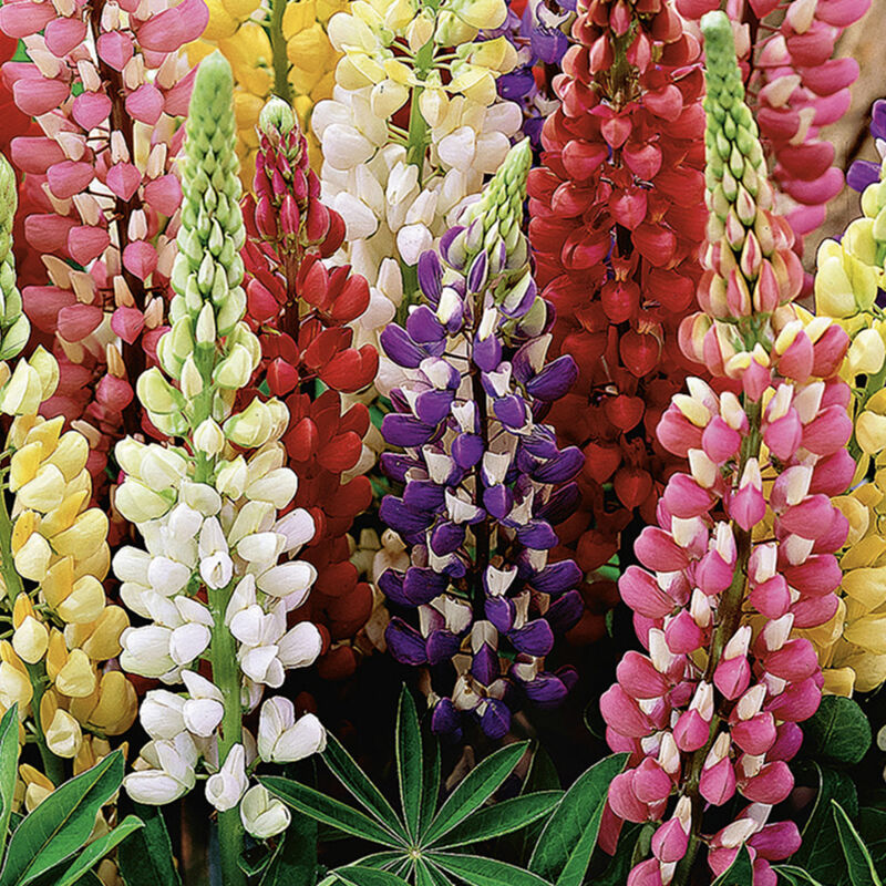 5x Lupinus Russell Dwarf Mix