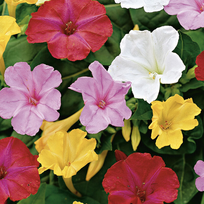 5x Mirabilis Jalapa