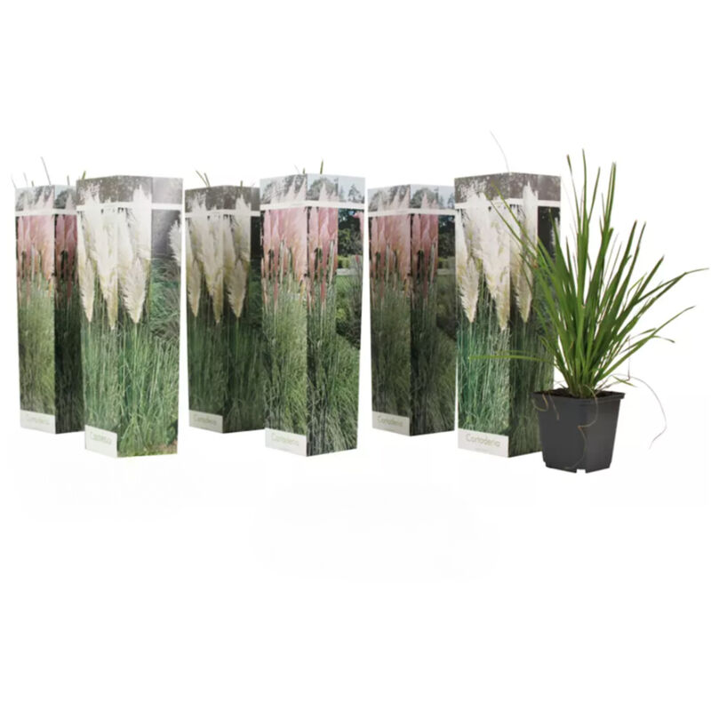 6x Cortaderia selloana mix P9H20