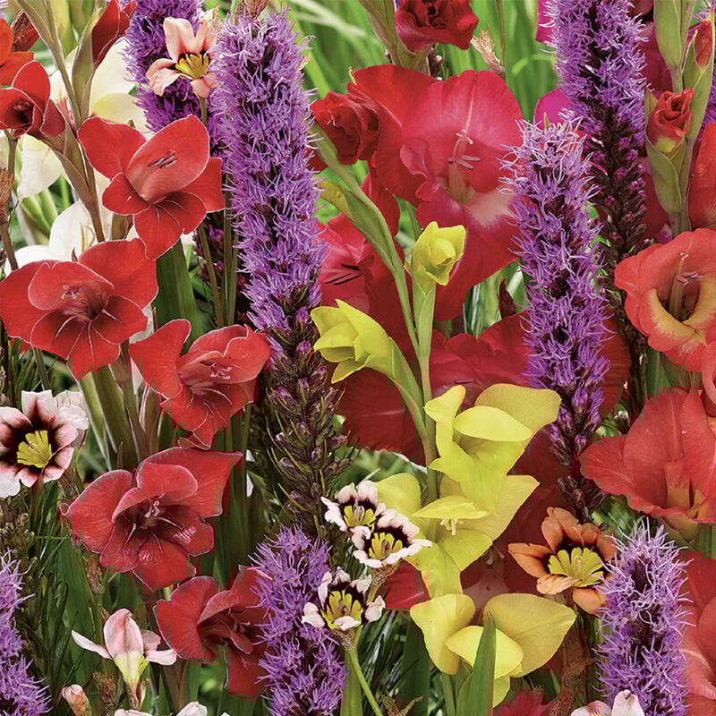 75x Bees & Butterflies Bulbs Mix