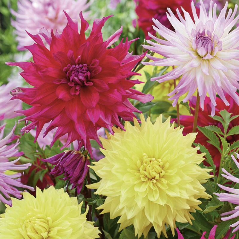 3x Dahlia Dinnerplate Mix
