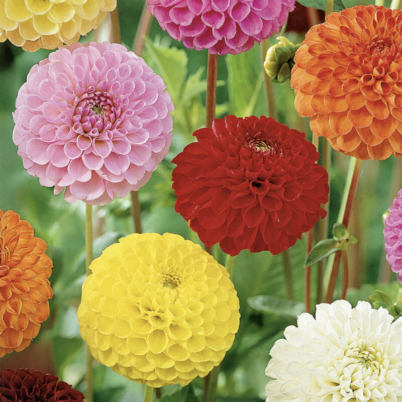 3x Dahlia Pompon Mix