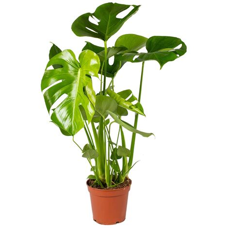 Bloomique - Monstera Deliciosa - Monstera - Dépolluante - Facile à entretenir - Hauteur 50-60 cm - Pot 17 cm
