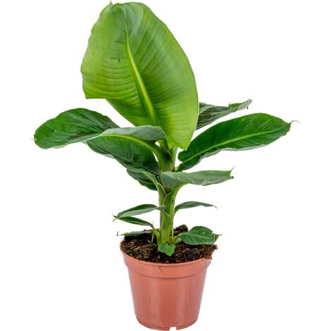 Bloomique - Musa Dwarf Cavendish - Bananier d’intérieur - Plante d’intérieur - Dépolluante - Sans danger pour les animaux - Hauteur 60-70 cm - Pot 17 cm