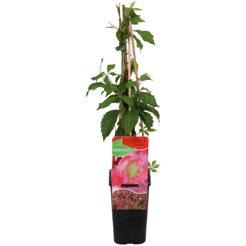 1x Parthenocissus quin. Engelmanii P14