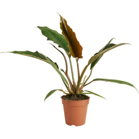 BLOOMIQUE Philodendron Bipinnatifidum Choco Empress – Zimmerpflanzen – Luftreinigend – 15-25 cm hoch – 12 cm Topf