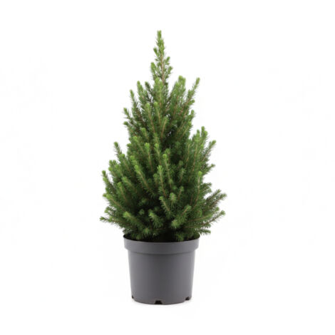 Mini Sapin De Noël Naturel Picea Glauca 'December' - 80-100 Cm - Pot 26 Cm - Intérieur/Extérieur