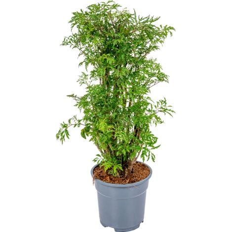 Bloomique - Polyscias Fruticosa - Aralie - Zimmerpflanzen - Luftreinigend - Tierfreundlich - Zimmerpflanzen - 50-70 cm Hoch - Topf 17 cm