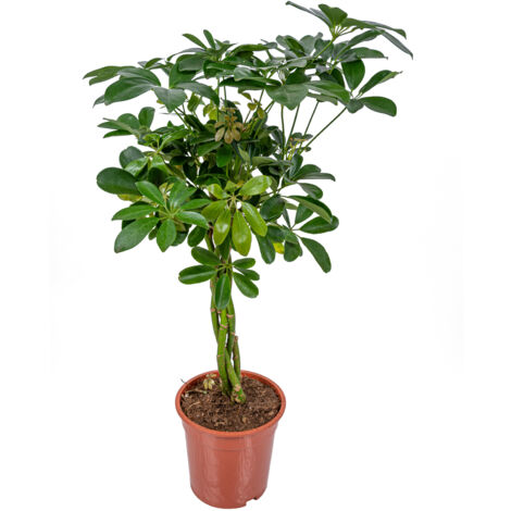 Bloomique - Schefflera Arboricola - Strahlenaralie - Zimmerpflanzen - Luftreinigend - Pflegeleicht - 60-80 cm Hoch - Topf 19 cm