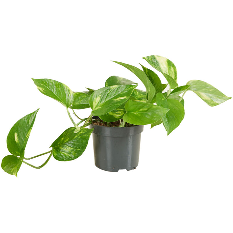 Scindapsus Aureum P12