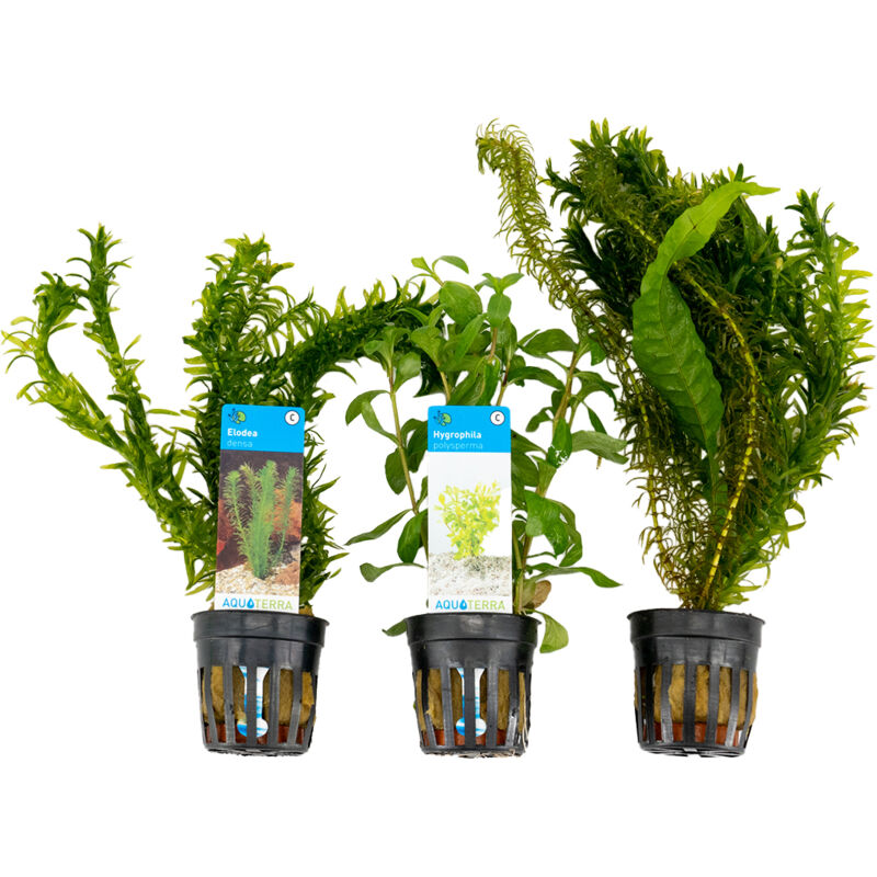 Assortiment 8 elodea densa, viskom , hygrophila polysperma
