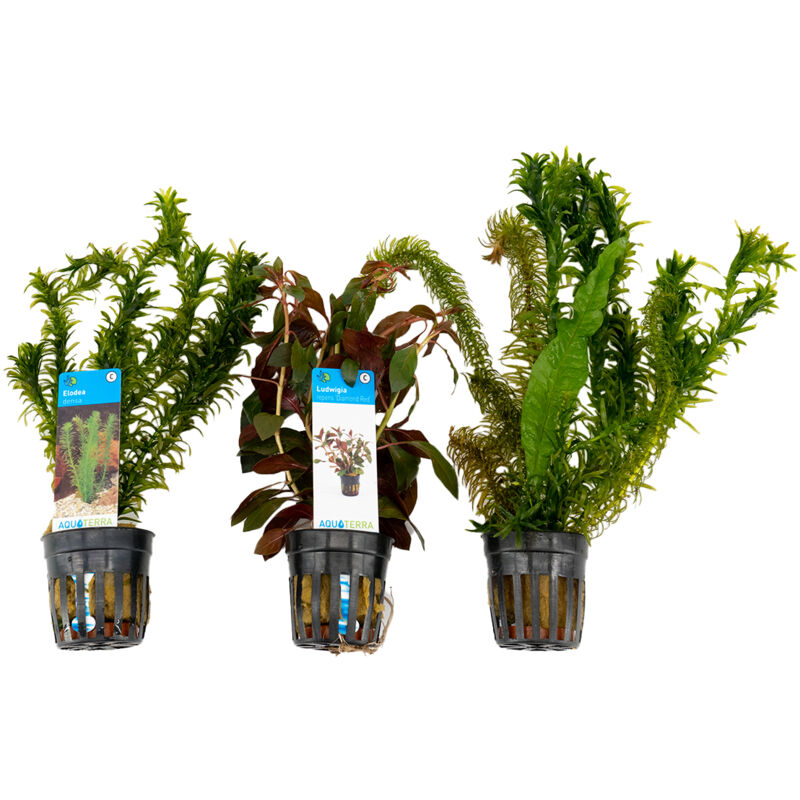 Bloomique - Assortiment 9 elodea densa, viskom , ludwigia diamond red