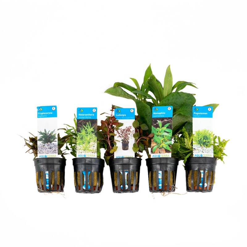 Assortiment 5 pogostemon, heternantera, cryptocoryne, nomaphila, ludwigia
