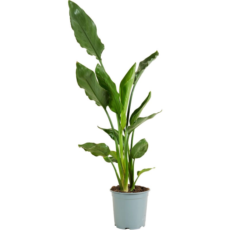 Bloomique - Reginae P19