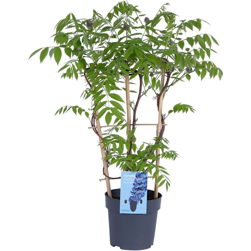 Wisteria Amethyst Falls - Glycine grimpante - Plantes grimpantes - Plantes de jardin - Rustique - ⌀15 cm - 60-70 cm - Bloomique