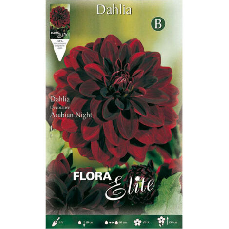 Blumen BLUMEN - Dalia Arabian Night 1 Bulbo
