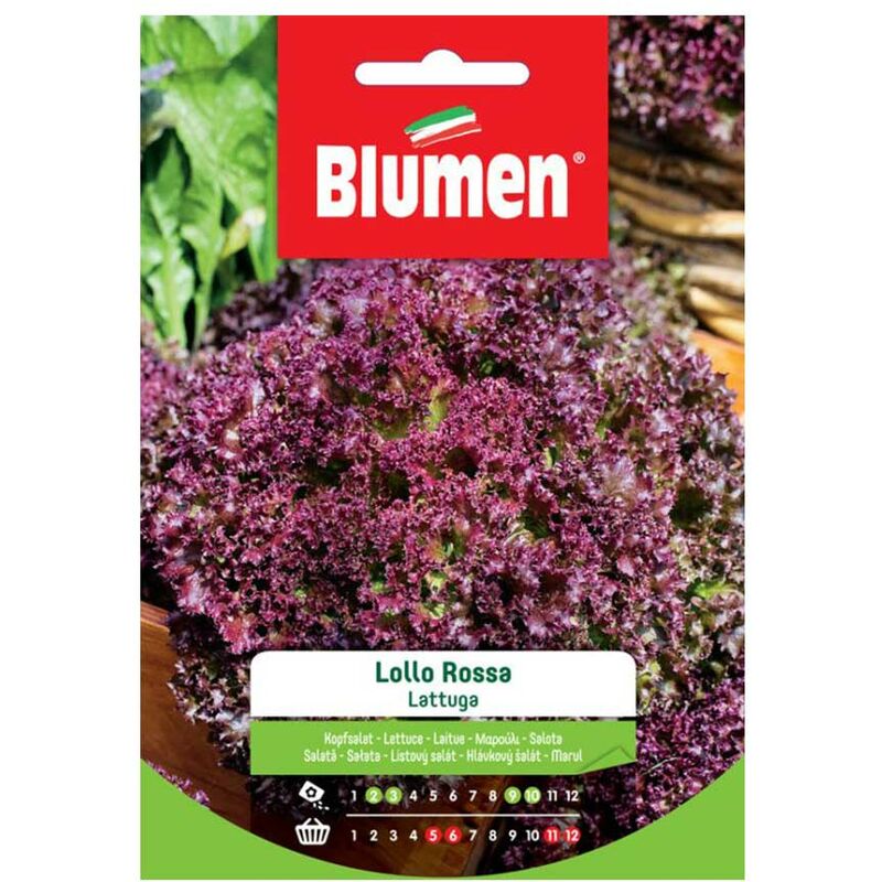 Semi lattuga lollo rossa Blumen