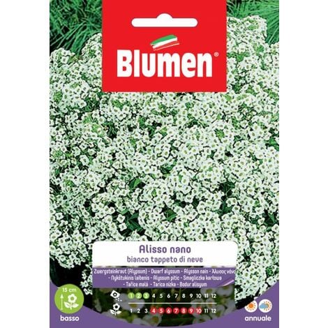 Blumen. Semi di Alisso nano bianco