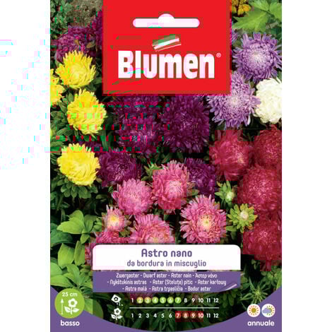 Blumen. Semi di Astro nano da bordura