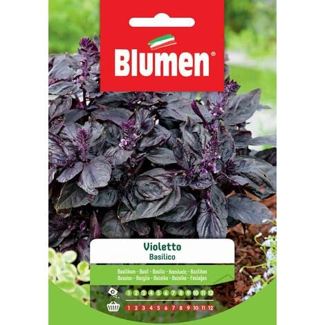 Blumen. Semi di Basilico Violetto