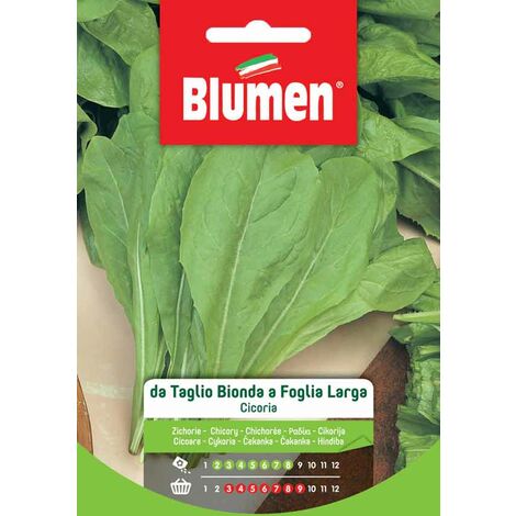 Blumen. Semi di Cicoria da Taglio Bionda a Foglia Larga