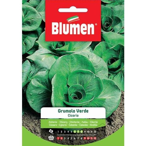 Blumen. Semi di Cicoria Grumolo Verde