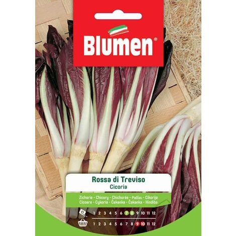 Blumen. Semi di Cicoria Rossa di Treviso